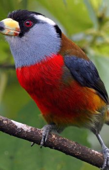 巨嘴拟啄木鸟（Toucan Barbet）｜厄瓜多尔明多观鸟之旅 2025–2026 | Exploraves – 探索鸟类奇境