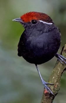 Chestnut-crowned Gnateater in Wildsumaco, Ecuador's eastern Andean foothills