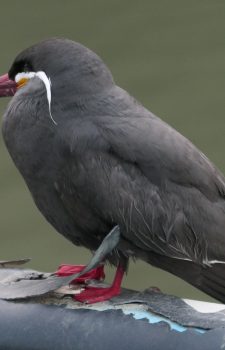 Inca Tern photographed on Costa Rica Island, southern Ecuador