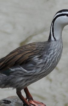 Torrent Duck male Podocarpus National Park Day Tour